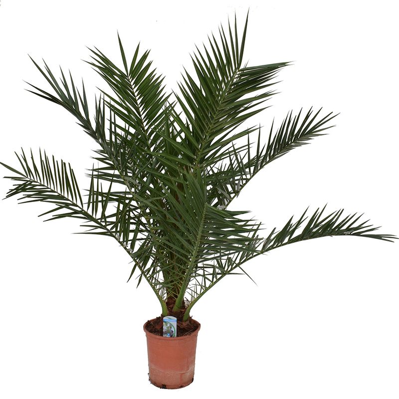 phoenix-canariensis-130-cm-8914715836446.jpg