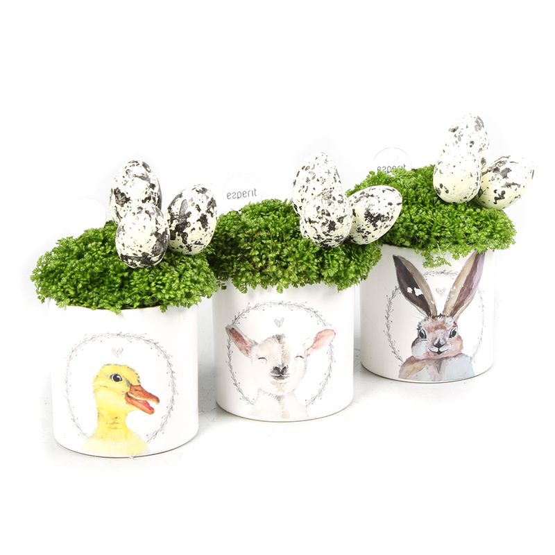 aranjament-plantmix-cu-oua-in-ghiveci-ceramic-8904034287646.jpg