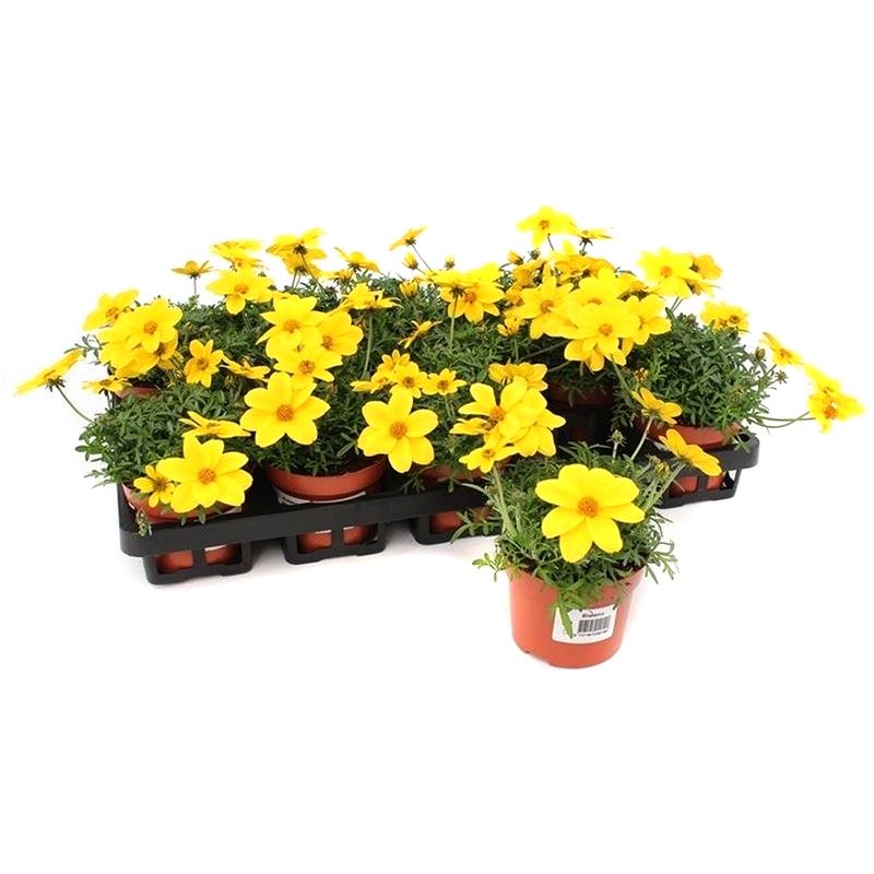 planta-in-ghiveci-decorativa-bidens-compact-8904031928350.jpg