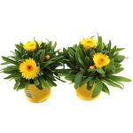 planta-in-ghiveci-decorativa-bracteantha-galben-8904030093342.jpg