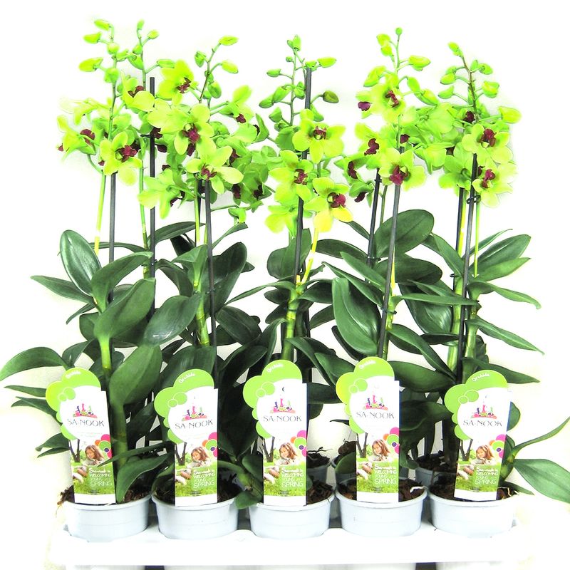 planta-in-ghiveci-decorativa-dendrobium-1-tija-8904032452638.jpg