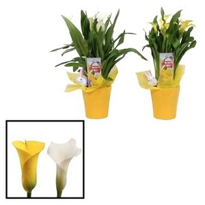 Planta in ghiveci Zantedeschia geel cu decoratiune iepuras