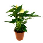 planta-in-ghiveci-decorativa-anthurium-vanilla-8903630520350.jpg