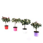 planta-decorativa-azalea-vogel-in-ghiveci-diverse-culori-8903357169694.jpg