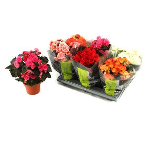 Planta in ghiveci Begonia Elatior XXL, diverse culori
