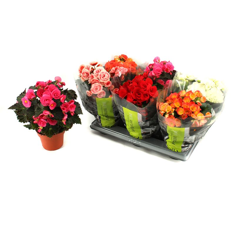 planta-in-ghiveci-begonia-elatior-xxl-diverse-culori-8903348781086.jpg