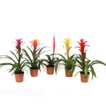 planta-in-ghiveci-bromelia-diverse-culori-8903356907550.jpg