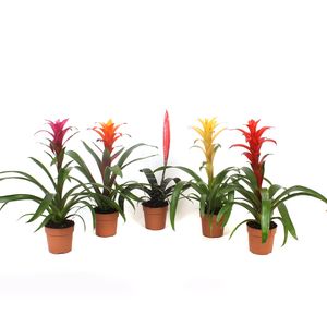 Planta in ghiveci Bromelia, diverse culori