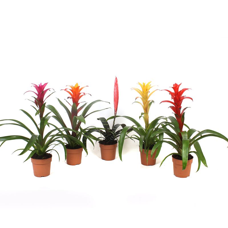 planta-in-ghiveci-bromelia-diverse-culori-8903356907550.jpg