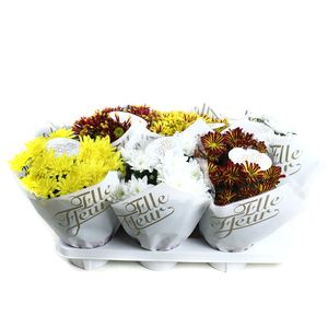 Planta in ghiveci Chrysanthemum, diverse culori
