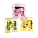 orhidee-cymbidium-in-cutie-diverse-culori-8903357956126.jpg