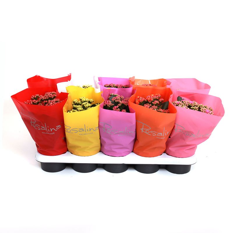 planta-in-ghiveci-kalanchoe-cu-folie-de-plastic-diverse-culori-12cm-8903354941470.jpg