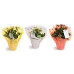 planta-decorativa-kalanchoe-in-ambalaj-cadou-diverse-culori-8903346946078.jpg