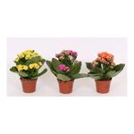 planta-in-ghiveci-kalanchoe-rosalina-mix-d6-h5-15-cm-8718274491104_1_1000x1000.jpg