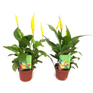Planta in ghiveci Spathiphyllum Sweet Yess