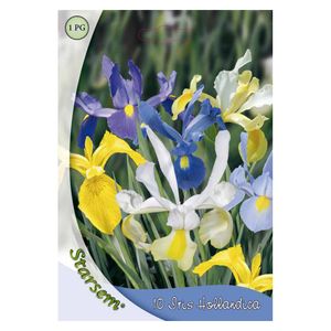 Iris Hollandica Mixt