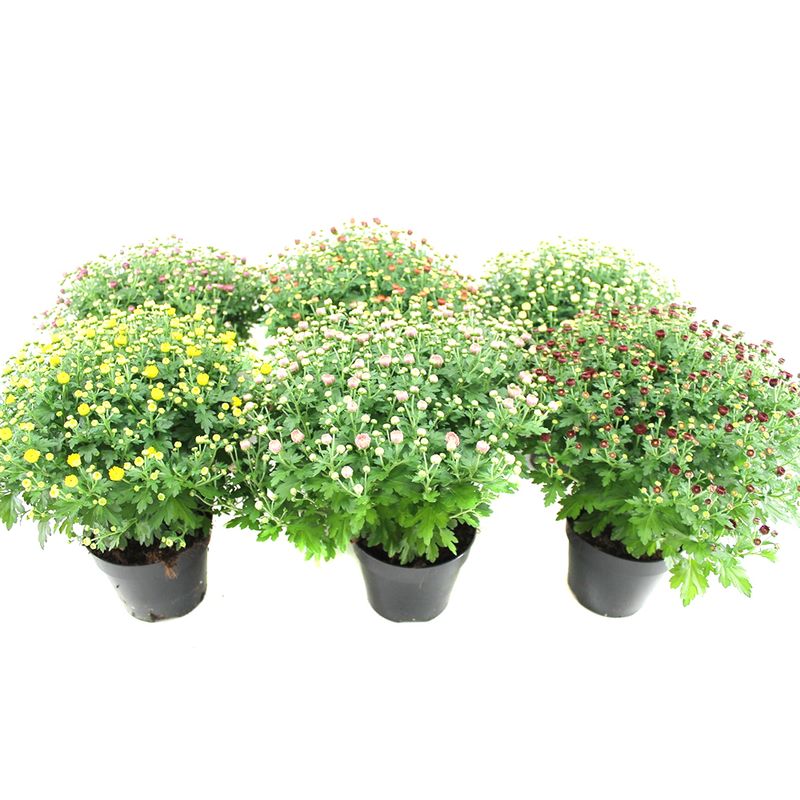 planta-decorativa-crizantema-8914722586654.jpg