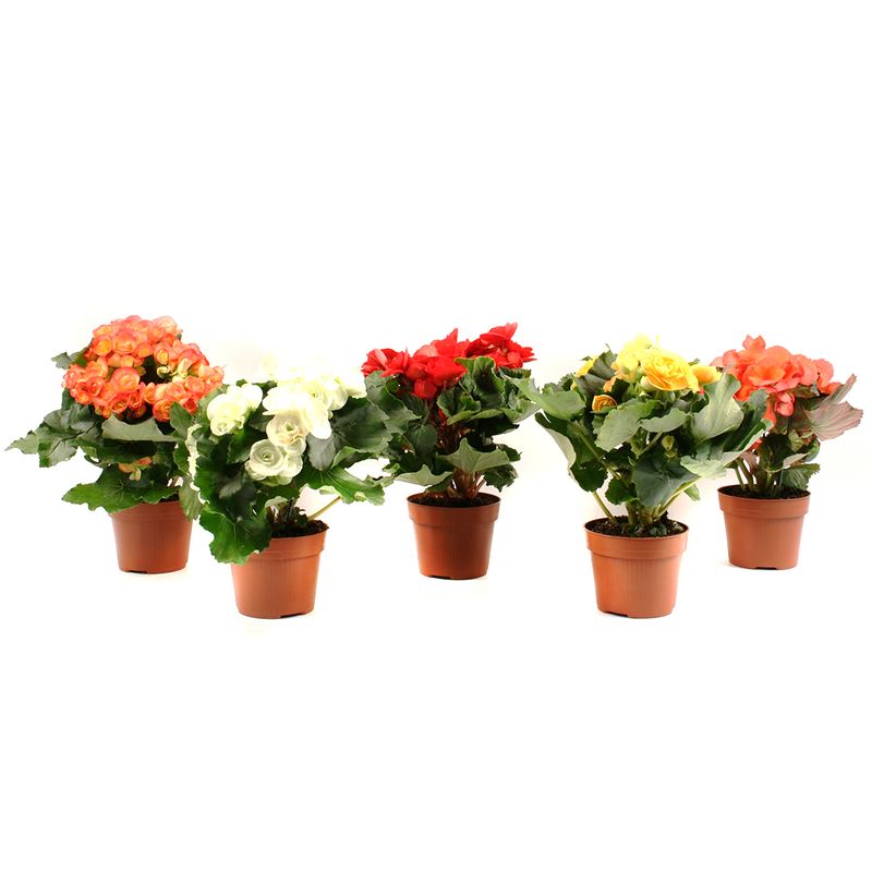 planta-decorativa-begonia-mix-8915154337822.jpg