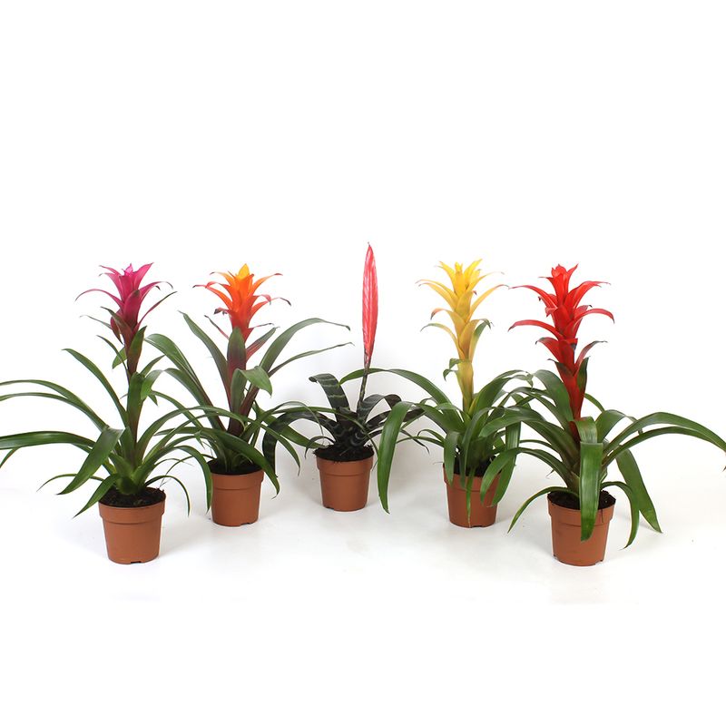 planta-decorativa-bromelia-mix-8915151650846.jpg