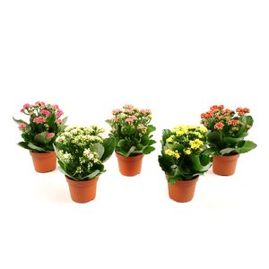 Planta in ghiveci Kalanchoe blossfeldiana, diverse culori