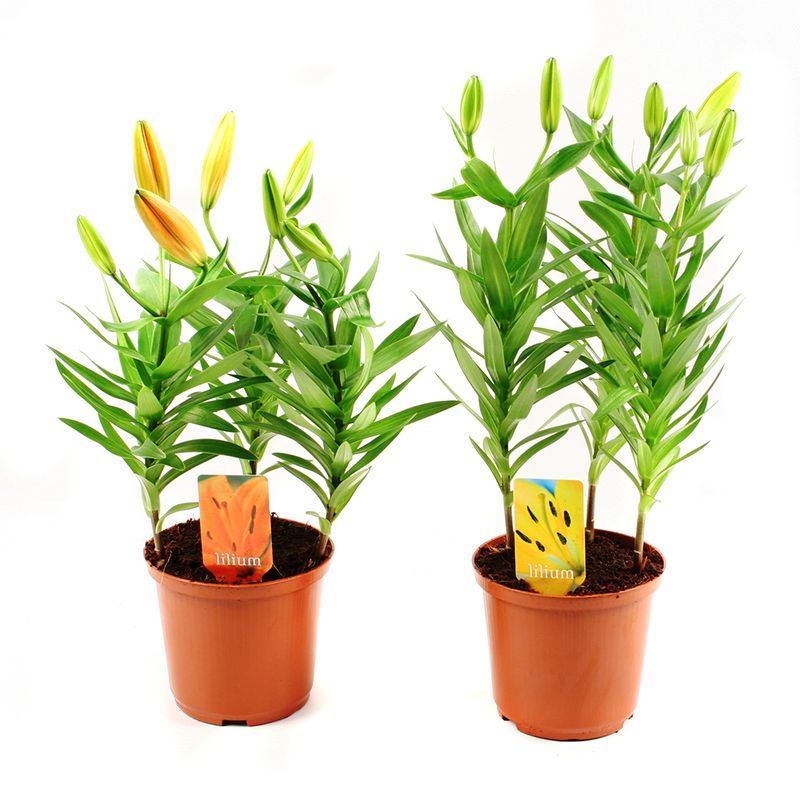 planta-decorativa-lillium-mix-8915155910686.jpg