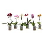 orhidee-in-ghiveci-phalaenopsislittle-lady-diverse-culori-8903349698590.jpg