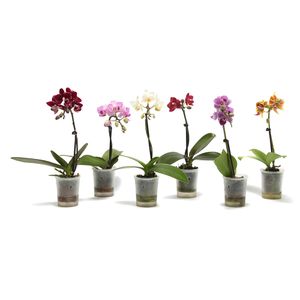 Orhidee in ghiveci Phalaenopsis Little Lady, diverse culori, 6 cm