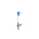 orhidee-phalaneopsis-royal-blue-50-70-cm-8718432434899_2_1000x1000.jpg