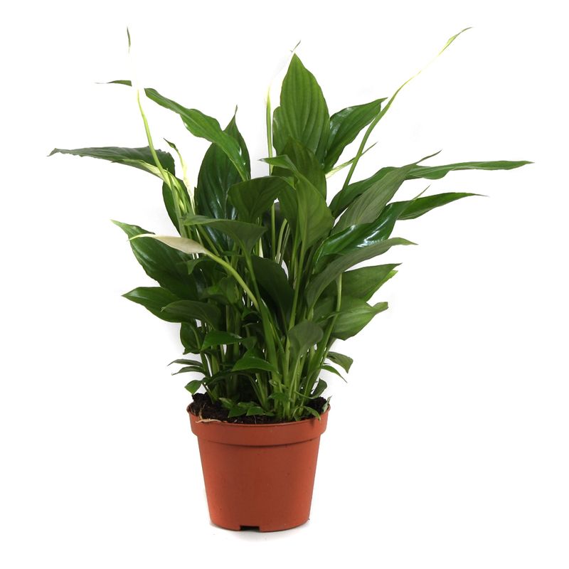 planta-decorativa-spathiphyllum-8915153551390.jpg