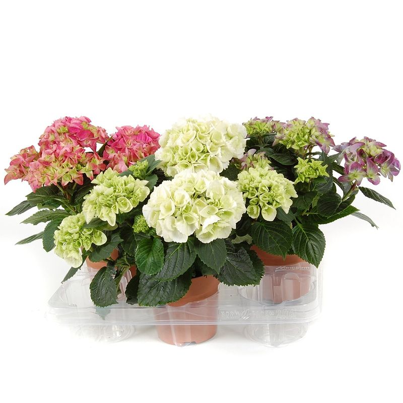 planta-in-ghiveci-decorativa-hydrangea-mix-8902726058014.jpg