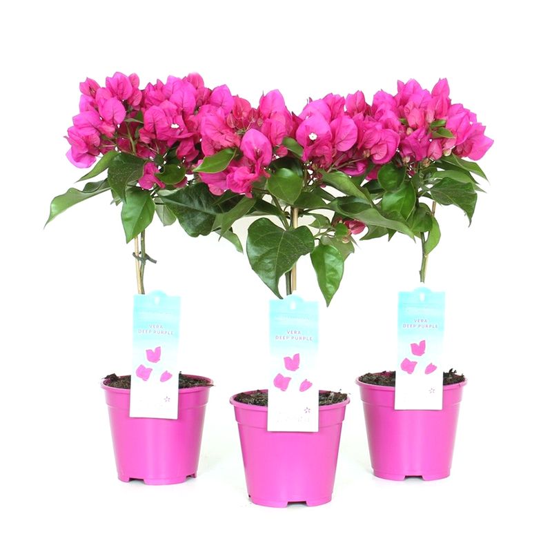 planta-in-ghiveci-decorativa-bougainvillea-alexandra-purple-on-8902726844446.jpg