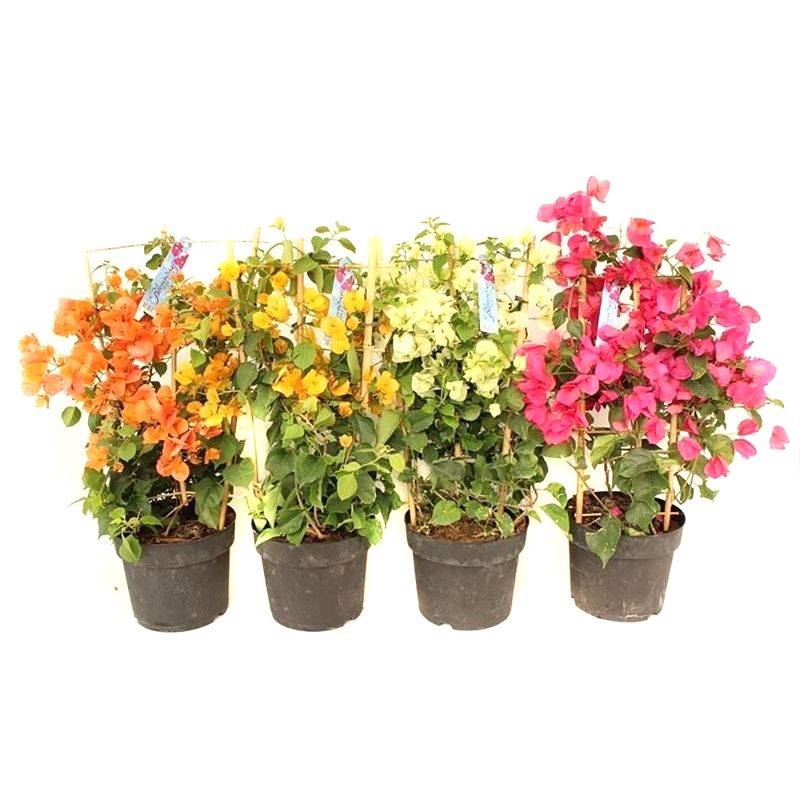 planta-in-ghiveci-decorativa-bougainvillea-sanderiana-mix-on-rac-8902725795870.jpg