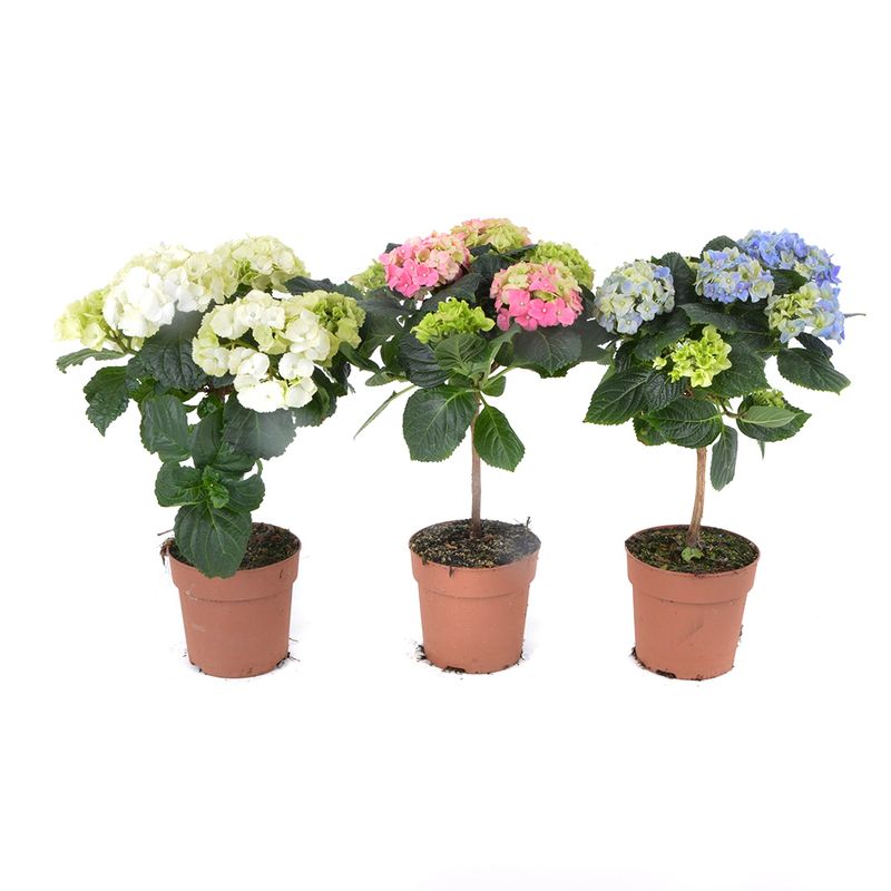 planta-in-ghiveci-decorativa-hydrangea-mix-on-stem-8902725533726.jpg