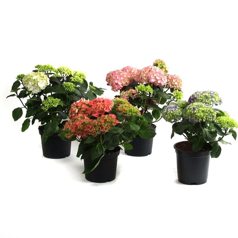 planta-in-ghiveci-decorativa-hydrangea-mix-8902727106590.jpg