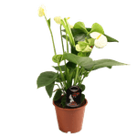 anthurium-andreanum-mix-12-cm-8997538365470.png