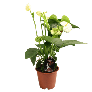 Floare in ghiveci Anthurium Andreanum Mix 12 cm