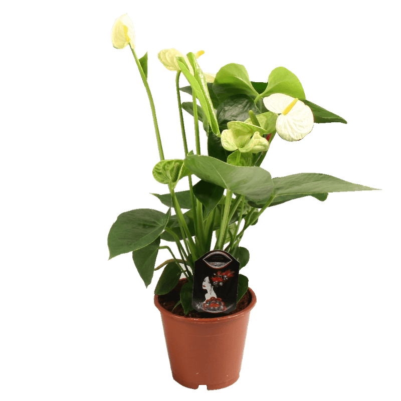 anthurium-andreanum-mix-12-cm-8997538365470.png