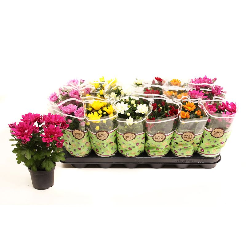 planta-decorativa-chrysanthemum-classic-mix-8915156434974.jpg