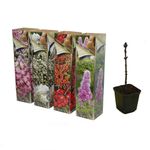arbusti-ornamentali-floare-si-parfum-8899368910878.jpg