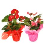 planta-decorativa-anthurium-rood-roze-mix-in-rondello-8915166199838.jpg