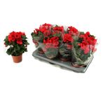 planta-decorativa-begonia-baladin-blanco-8915170918430.jpg