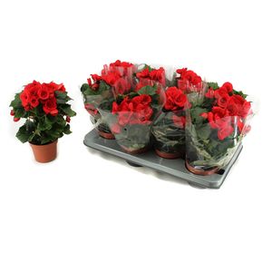 Planta decorativa Begonia baladin blanco