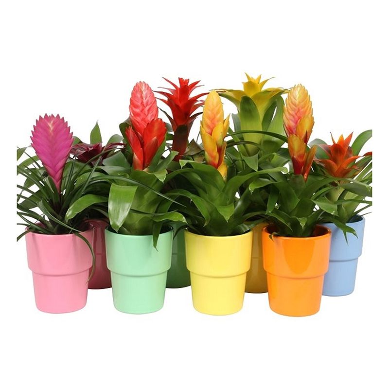 planta-decorativa-bromelia-cupcake-in-cancun-ceramic-8915166461982.jpg