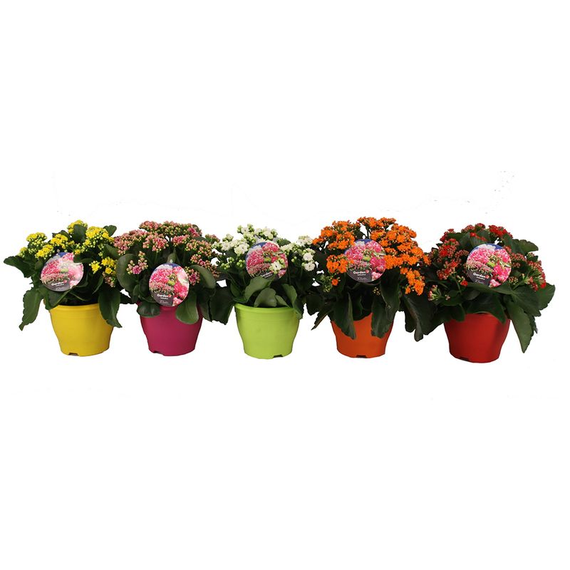 planta-decorativa-calandiva-tisento-campana-8915169607710.jpg