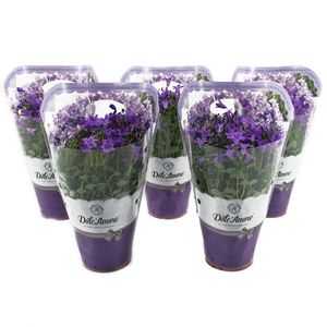 Planta decorativa Campanula Dolc'amore easy pack blue st2