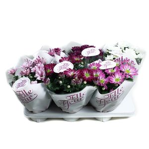 Planta decorativa Chrysant elle fleur mix 5pp