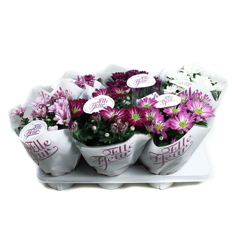 planta-decorativa-chrysant-elle-fleur-mix-5pp-8915168296990.jpg