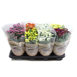 Planta decorativa Chrysant madiba 5pp