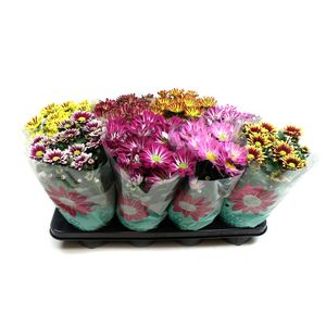 Planta decorativa Chrysant np specials mix 5pp