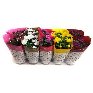 Planta decorativa Chrysanthemum doublefl mix in le chic hoes